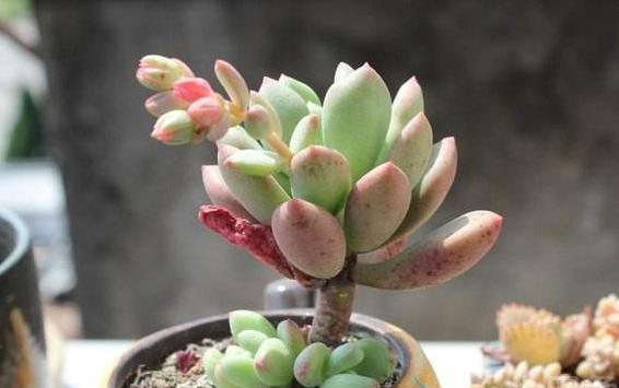 星美人叶子发黄掉叶子怎么办