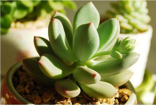 星美人叶子发黄掉叶子怎么办