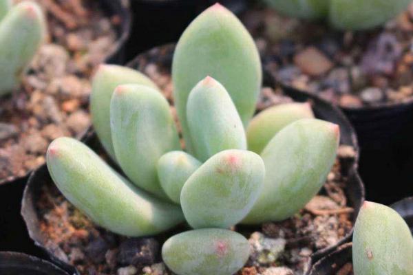 星美人叶子发黄掉叶子怎么办