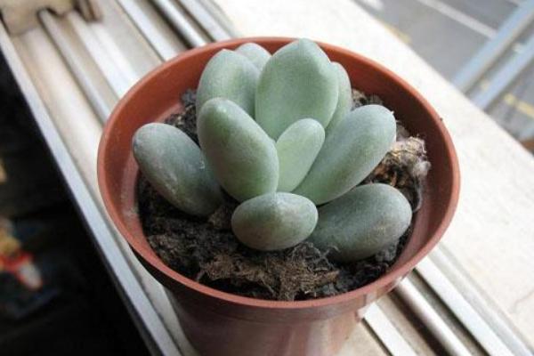 星美人叶子发黄掉叶子怎么办