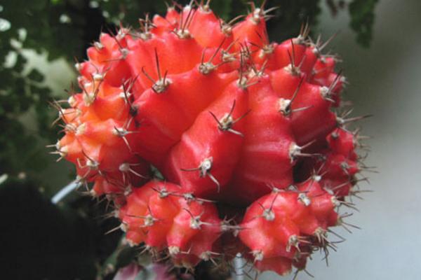 翠晃冠与绯牡丹的区别是什么 绯牡丹的四季养护