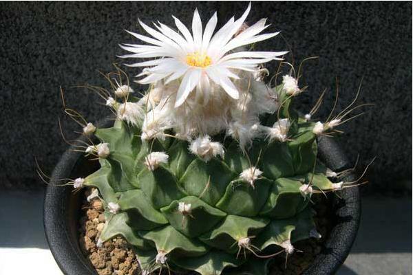 帝冠多肉的养殖方法与注意事项  帝冠的繁殖方法