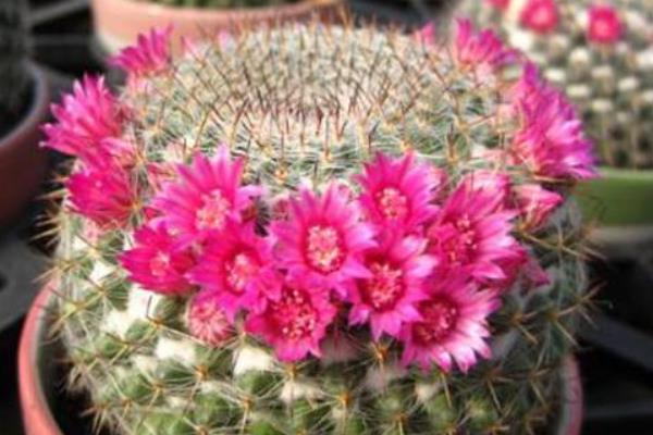 开花这件事,不同的植物有不同的处理方式,有开的快的,和开的慢的。那么 玉翁仙人球究竟属于哪一种,他一年会开几次花,什么时候开花,开多长时间,这些内容下文当中都有哦! 玉翁仙人球有花苞后多久才会开花 玉翁仙人球在有花苞之后一般一到两天之后就会开花。 玉翁一年开几次花 通常玉翁的花期在每年的6-7月份,根据玉翁仙人球的营养程度来确定开花的期限。一般一年之内很少会开几遍花。 玉翁仙人球不开花怎么办 1、玉翁对温度和光照的不适应 当温度过低,光照不足的时候会造成玉翁不开花。冬天的时候,要放到室内过冬,要保证室内温度在5-6℃。当室内温度接近0℃时,要注意防寒保暖,除了控制浇水外,要在晴天的时候放到向阳的阳台上取暖。当玉翁的盆土过湿,气温过高,光线过弱的时候也不利于玉翁的生长。平常要保证玉翁的生长温度在24-26℃,夏季避免在强光下暴晒。 2、玉翁浇水过多或过少 浇水过多,会导致水害,造成玉翁不开花。在生长期内要少浇水,要以“不干不浇,浇则浇透”为原则。平常3-4个星期浇水一次为最佳,切忌浇水时沾到球体。长时间的缺水或浇水少也会影响玉翁生长。 3、玉翁的施肥不足或过多 没有肥料或者肥料不足,也不可能开花。玉翁对肥料需求不大,但是还是要施氮肥。最好半年施一次稀释肥。 玉翁仙人球的繁殖方法 一、玉翁的播种繁殖 1、播种时间 每年的4-6月。 2、发芽条件 发芽的适宜温度为15-25℃。 3、具体方法 将玉翁的种子直接撒在盆土里面,7天后可发芽。当幼苗长一段时间后就可以分栽,将幼苗分开栽与盆中。 4、注意事项 浇水要适当,土壤不能过干。幼苗过冬的温度要在10℃以上。当幼苗顶部长出毛刺时,就可盆栽,一盆一苗,分栽最好在春季进行。 二、玉翁的扦插 1、扦插时间 扦插可在每年的4-10月进行。 2、扦插条件 扦插的基质用河沙加上少量的锯。扦插要选用饱满突出的小球作插穗。子球太小容易腐烂。 3、具体方法 要保证插穗的球面要光滑,然后在上面涂木碳粉或硫磺粉后放到阴凉处晾2-3天。等到分泌的汁液干了之后,切面收缩后即可扦插。插后放在半阴处,喷一些水,保持土壤的湿润,40天左右即可生根成活。 4、注意事项 夏季高温多雨的是后不能扦插,但是在温室里可以一年四季进行扦插。扦插是不要插得太深,切口以稍入土为宜。玉翁的嫁接嫁接准备砧板用仙人球或量天尺,接穗用子球具体方法将培育3个月以上的小仙人球嫁接上柔嫩的量天尺上催长。待接穗长到一定大小后砧板支撑不了时,即可切下来,晾干伤口后进行扦插盆栽。在土壤肥沃、空气流通的良好环境下,不经嫁接的实生苗长得也很快。上盆后的实生苗或嫁接仔球要放在半阴处,切忌阳光直射,7-10天后球体不萎缩,即可成活。注意事项嫁接后不要浇水,要放置在阴凉处。 虽然仙人球的生存难度比较小,但是养死仙人球的人也不在少数,所以想要知道怎样才能养出健康有活力的仙人球,就需要平常多看一些与仙人球种植有关的内容,尤其是要记得关注致富热!