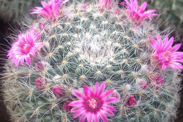 开花这件事,不同的植物有不同的处理方式,有开的快的,和开的慢的。那么 玉翁仙人球究竟属于哪一种,他一年会开几次花,什么时候开花,开多长时间,这些内容下文当中都有哦! 玉翁仙人球有花苞后多久才会开花 玉翁仙人球在有花苞之后一般一到两天之后就会开花。 玉翁一年开几次花 通常玉翁的花期在每年的6-7月份,根据玉翁仙人球的营养程度来确定开花的期限。一般一年之内很少会开几遍花。 玉翁仙人球不开花怎么办 1、玉翁对温度和光照的不适应 当温度过低,光照不足的时候会造成玉翁不开花。冬天的时候,要放到室内过冬,要保证室内温度在5-6℃。当室内温度接近0℃时,要注意防寒保暖,除了控制浇水外,要在晴天的时候放到向阳的阳台上取暖。当玉翁的盆土过湿,气温过高,光线过弱的时候也不利于玉翁的生长。平常要保证玉翁的生长温度在24-26℃,夏季避免在强光下暴晒。 2、玉翁浇水过多或过少 浇水过多,会导致水害,造成玉翁不开花。在生长期内要少浇水,要以“不干不浇,浇则浇透”为原则。平常3-4个星期浇水一次为最佳,切忌浇水时沾到球体。长时间的缺水或浇水少也会影响玉翁生长。 3、玉翁的施肥不足或过多 没有肥料或者肥料不足,也不可能开花。玉翁对肥料需求不大,但是还是要施氮肥。最好半年施一次稀释肥。 玉翁仙人球的繁殖方法 一、玉翁的播种繁殖 1、播种时间 每年的4-6月。 2、发芽条件 发芽的适宜温度为15-25℃。 3、具体方法 将玉翁的种子直接撒在盆土里面,7天后可发芽。当幼苗长一段时间后就可以分栽,将幼苗分开栽与盆中。 4、注意事项 浇水要适当,土壤不能过干。幼苗过冬的温度要在10℃以上。当幼苗顶部长出毛刺时,就可盆栽,一盆一苗,分栽最好在春季进行。 二、玉翁的扦插 1、扦插时间 扦插可在每年的4-10月进行。 2、扦插条件 扦插的基质用河沙加上少量的锯。扦插要选用饱满突出的小球作插穗。子球太小容易腐烂。 3、具体方法 要保证插穗的球面要光滑,然后在上面涂木碳粉或硫磺粉后放到阴凉处晾2-3天。等到分泌的汁液干了之后,切面收缩后即可扦插。插后放在半阴处,喷一些水,保持土壤的湿润,40天左右即可生根成活。 4、注意事项 夏季高温多雨的是后不能扦插,但是在温室里可以一年四季进行扦插。扦插是不要插得太深,切口以稍入土为宜。玉翁的嫁接嫁接准备砧板用仙人球或量天尺,接穗用子球具体方法将培育3个月以上的小仙人球嫁接上柔嫩的量天尺上催长。待接穗长到一定大小后砧板支撑不了时,即可切下来,晾干伤口后进行扦插盆栽。在土壤肥沃、空气流通的良好环境下,不经嫁接的实生苗长得也很快。上盆后的实生苗或嫁接仔球要放在半阴处,切忌阳光直射,7-10天后球体不萎缩,即可成活。注意事项嫁接后不要浇水,要放置在阴凉处。 虽然仙人球的生存难度比较小,但是养死仙人球的人也不在少数,所以想要知道怎样才能养出健康有活力的仙人球,就需要平常多看一些与仙人球种植有关的内容,尤其是要记得关注致富热!