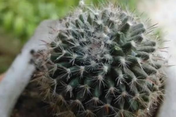 开花这件事,不同的植物有不同的处理方式,有开的快的,和开的慢的。那么 玉翁仙人球究竟属于哪一种,他一年会开几次花,什么时候开花,开多长时间,这些内容下文当中都有哦! 玉翁仙人球有花苞后多久才会开花 玉翁仙人球在有花苞之后一般一到两天之后就会开花。 玉翁一年开几次花 通常玉翁的花期在每年的6-7月份,根据玉翁仙人球的营养程度来确定开花的期限。一般一年之内很少会开几遍花。 玉翁仙人球不开花怎么办 1、玉翁对温度和光照的不适应 当温度过低,光照不足的时候会造成玉翁不开花。冬天的时候,要放到室内过冬,要保证室内温度在5-6℃。当室内温度接近0℃时,要注意防寒保暖,除了控制浇水外,要在晴天的时候放到向阳的阳台上取暖。当玉翁的盆土过湿,气温过高,光线过弱的时候也不利于玉翁的生长。平常要保证玉翁的生长温度在24-26℃,夏季避免在强光下暴晒。 2、玉翁浇水过多或过少 浇水过多,会导致水害,造成玉翁不开花。在生长期内要少浇水,要以“不干不浇,浇则浇透”为原则。平常3-4个星期浇水一次为最佳,切忌浇水时沾到球体。长时间的缺水或浇水少也会影响玉翁生长。 3、玉翁的施肥不足或过多 没有肥料或者肥料不足,也不可能开花。玉翁对肥料需求不大,但是还是要施氮肥。最好半年施一次稀释肥。 玉翁仙人球的繁殖方法 一、玉翁的播种繁殖 1、播种时间 每年的4-6月。 2、发芽条件 发芽的适宜温度为15-25℃。 3、具体方法 将玉翁的种子直接撒在盆土里面,7天后可发芽。当幼苗长一段时间后就可以分栽,将幼苗分开栽与盆中。 4、注意事项 浇水要适当,土壤不能过干。幼苗过冬的温度要在10℃以上。当幼苗顶部长出毛刺时,就可盆栽,一盆一苗,分栽最好在春季进行。 二、玉翁的扦插 1、扦插时间 扦插可在每年的4-10月进行。 2、扦插条件 扦插的基质用河沙加上少量的锯。扦插要选用饱满突出的小球作插穗。子球太小容易腐烂。 3、具体方法 要保证插穗的球面要光滑,然后在上面涂木碳粉或硫磺粉后放到阴凉处晾2-3天。等到分泌的汁液干了之后,切面收缩后即可扦插。插后放在半阴处,喷一些水,保持土壤的湿润,40天左右即可生根成活。 4、注意事项 夏季高温多雨的是后不能扦插,但是在温室里可以一年四季进行扦插。扦插是不要插得太深,切口以稍入土为宜。玉翁的嫁接嫁接准备砧板用仙人球或量天尺,接穗用子球具体方法将培育3个月以上的小仙人球嫁接上柔嫩的量天尺上催长。待接穗长到一定大小后砧板支撑不了时,即可切下来,晾干伤口后进行扦插盆栽。在土壤肥沃、空气流通的良好环境下,不经嫁接的实生苗长得也很快。上盆后的实生苗或嫁接仔球要放在半阴处,切忌阳光直射,7-10天后球体不萎缩,即可成活。注意事项嫁接后不要浇水,要放置在阴凉处。 虽然仙人球的生存难度比较小,但是养死仙人球的人也不在少数,所以想要知道怎样才能养出健康有活力的仙人球,就需要平常多看一些与仙人球种植有关的内容,尤其是要记得关注致富热!