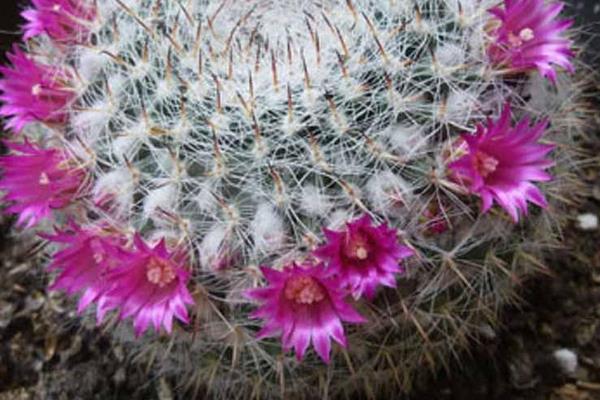 开花这件事,不同的植物有不同的处理方式,有开的快的,和开的慢的。那么 玉翁仙人球究竟属于哪一种,他一年会开几次花,什么时候开花,开多长时间,这些内容下文当中都有哦! 玉翁仙人球有花苞后多久才会开花 玉翁仙人球在有花苞之后一般一到两天之后就会开花。 玉翁一年开几次花 通常玉翁的花期在每年的6-7月份,根据玉翁仙人球的营养程度来确定开花的期限。一般一年之内很少会开几遍花。 玉翁仙人球不开花怎么办 1、玉翁对温度和光照的不适应 当温度过低,光照不足的时候会造成玉翁不开花。冬天的时候,要放到室内过冬,要保证室内温度在5-6℃。当室内温度接近0℃时,要注意防寒保暖,除了控制浇水外,要在晴天的时候放到向阳的阳台上取暖。当玉翁的盆土过湿,气温过高,光线过弱的时候也不利于玉翁的生长。平常要保证玉翁的生长温度在24-26℃,夏季避免在强光下暴晒。 2、玉翁浇水过多或过少 浇水过多,会导致水害,造成玉翁不开花。在生长期内要少浇水,要以“不干不浇,浇则浇透”为原则。平常3-4个星期浇水一次为最佳,切忌浇水时沾到球体。长时间的缺水或浇水少也会影响玉翁生长。 3、玉翁的施肥不足或过多 没有肥料或者肥料不足,也不可能开花。玉翁对肥料需求不大,但是还是要施氮肥。最好半年施一次稀释肥。 玉翁仙人球的繁殖方法 一、玉翁的播种繁殖 1、播种时间 每年的4-6月。 2、发芽条件 发芽的适宜温度为15-25℃。 3、具体方法 将玉翁的种子直接撒在盆土里面,7天后可发芽。当幼苗长一段时间后就可以分栽,将幼苗分开栽与盆中。 4、注意事项 浇水要适当,土壤不能过干。幼苗过冬的温度要在10℃以上。当幼苗顶部长出毛刺时,就可盆栽,一盆一苗,分栽最好在春季进行。 二、玉翁的扦插 1、扦插时间 扦插可在每年的4-10月进行。 2、扦插条件 扦插的基质用河沙加上少量的锯。扦插要选用饱满突出的小球作插穗。子球太小容易腐烂。 3、具体方法 要保证插穗的球面要光滑,然后在上面涂木碳粉或硫磺粉后放到阴凉处晾2-3天。等到分泌的汁液干了之后,切面收缩后即可扦插。插后放在半阴处,喷一些水,保持土壤的湿润,40天左右即可生根成活。 4、注意事项 夏季高温多雨的是后不能扦插,但是在温室里可以一年四季进行扦插。扦插是不要插得太深,切口以稍入土为宜。玉翁的嫁接嫁接准备砧板用仙人球或量天尺,接穗用子球具体方法将培育3个月以上的小仙人球嫁接上柔嫩的量天尺上催长。待接穗长到一定大小后砧板支撑不了时,即可切下来,晾干伤口后进行扦插盆栽。在土壤肥沃、空气流通的良好环境下,不经嫁接的实生苗长得也很快。上盆后的实生苗或嫁接仔球要放在半阴处,切忌阳光直射,7-10天后球体不萎缩,即可成活。注意事项嫁接后不要浇水,要放置在阴凉处。 虽然仙人球的生存难度比较小,但是养死仙人球的人也不在少数,所以想要知道怎样才能养出健康有活力的仙人球,就需要平常多看一些与仙人球种植有关的内容,尤其是要记得关注致富热!