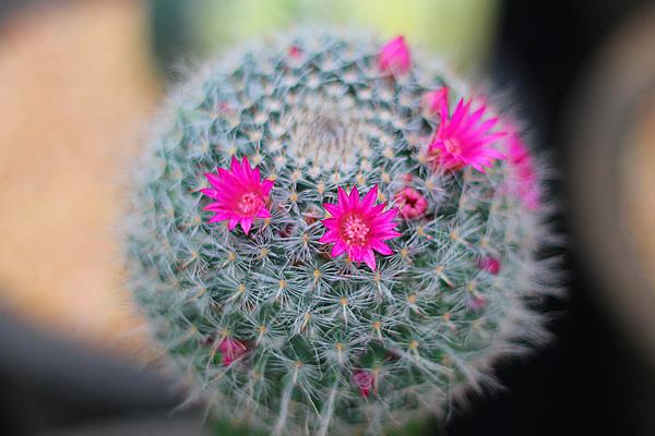 开花这件事,不同的植物有不同的处理方式,有开的快的,和开的慢的。那么 玉翁仙人球究竟属于哪一种,他一年会开几次花,什么时候开花,开多长时间,这些内容下文当中都有哦! 玉翁仙人球有花苞后多久才会开花 玉翁仙人球在有花苞之后一般一到两天之后就会开花。 玉翁一年开几次花 通常玉翁的花期在每年的6-7月份,根据玉翁仙人球的营养程度来确定开花的期限。一般一年之内很少会开几遍花。 玉翁仙人球不开花怎么办 1、玉翁对温度和光照的不适应 当温度过低,光照不足的时候会造成玉翁不开花。冬天的时候,要放到室内过冬,要保证室内温度在5-6℃。当室内温度接近0℃时,要注意防寒保暖,除了控制浇水外,要在晴天的时候放到向阳的阳台上取暖。当玉翁的盆土过湿,气温过高,光线过弱的时候也不利于玉翁的生长。平常要保证玉翁的生长温度在24-26℃,夏季避免在强光下暴晒。 2、玉翁浇水过多或过少 浇水过多,会导致水害,造成玉翁不开花。在生长期内要少浇水,要以“不干不浇,浇则浇透”为原则。平常3-4个星期浇水一次为最佳,切忌浇水时沾到球体。长时间的缺水或浇水少也会影响玉翁生长。 3、玉翁的施肥不足或过多 没有肥料或者肥料不足,也不可能开花。玉翁对肥料需求不大,但是还是要施氮肥。最好半年施一次稀释肥。 玉翁仙人球的繁殖方法 一、玉翁的播种繁殖 1、播种时间 每年的4-6月。 2、发芽条件 发芽的适宜温度为15-25℃。 3、具体方法 将玉翁的种子直接撒在盆土里面,7天后可发芽。当幼苗长一段时间后就可以分栽,将幼苗分开栽与盆中。 4、注意事项 浇水要适当,土壤不能过干。幼苗过冬的温度要在10℃以上。当幼苗顶部长出毛刺时,就可盆栽,一盆一苗,分栽最好在春季进行。 二、玉翁的扦插 1、扦插时间 扦插可在每年的4-10月进行。 2、扦插条件 扦插的基质用河沙加上少量的锯。扦插要选用饱满突出的小球作插穗。子球太小容易腐烂。 3、具体方法 要保证插穗的球面要光滑,然后在上面涂木碳粉或硫磺粉后放到阴凉处晾2-3天。等到分泌的汁液干了之后,切面收缩后即可扦插。插后放在半阴处,喷一些水,保持土壤的湿润,40天左右即可生根成活。 4、注意事项 夏季高温多雨的是后不能扦插,但是在温室里可以一年四季进行扦插。扦插是不要插得太深,切口以稍入土为宜。玉翁的嫁接嫁接准备砧板用仙人球或量天尺,接穗用子球具体方法将培育3个月以上的小仙人球嫁接上柔嫩的量天尺上催长。待接穗长到一定大小后砧板支撑不了时,即可切下来,晾干伤口后进行扦插盆栽。在土壤肥沃、空气流通的良好环境下,不经嫁接的实生苗长得也很快。上盆后的实生苗或嫁接仔球要放在半阴处,切忌阳光直射,7-10天后球体不萎缩,即可成活。注意事项嫁接后不要浇水,要放置在阴凉处。 虽然仙人球的生存难度比较小,但是养死仙人球的人也不在少数,所以想要知道怎样才能养出健康有活力的仙人球,就需要平常多看一些与仙人球种植有关的内容,尤其是要记得关注致富热!