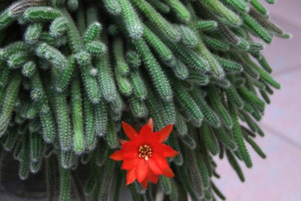 仙人指的养殖方法与注意事项  仙人指为什么不开花