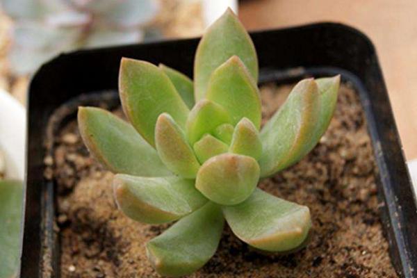 铭月、姬胧月、黄丽的区别是什么(哪个贵)