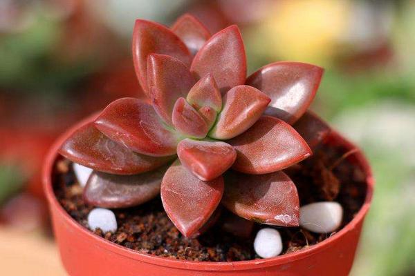 铭月、姬胧月、黄丽的区别是什么(哪个贵)