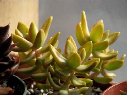 铭月、姬胧月、黄丽的区别是什么(哪个贵)