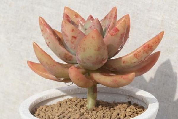 铭月、姬胧月、黄丽的区别是什么(哪个贵)