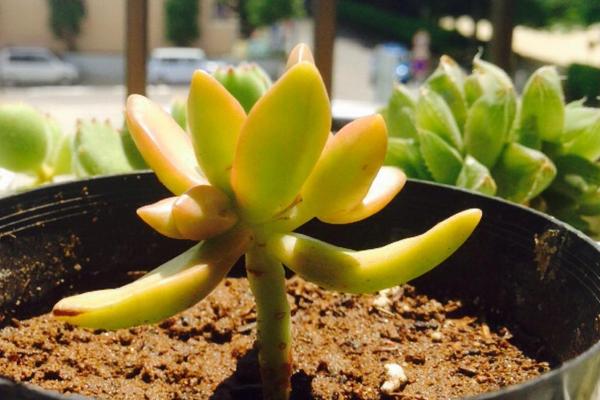 铭月、姬胧月、黄丽的区别是什么(哪个贵)