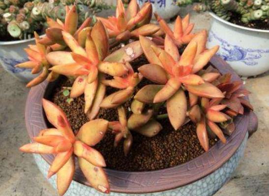 铭月、姬胧月、黄丽的区别是什么(哪个贵)