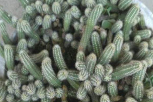 仙人指的养殖方法与注意事项 仙人指为什么不开花