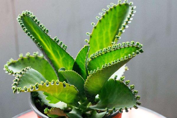 落地生根长满盆子怎么办(泛滥生长) 落地生根的作用