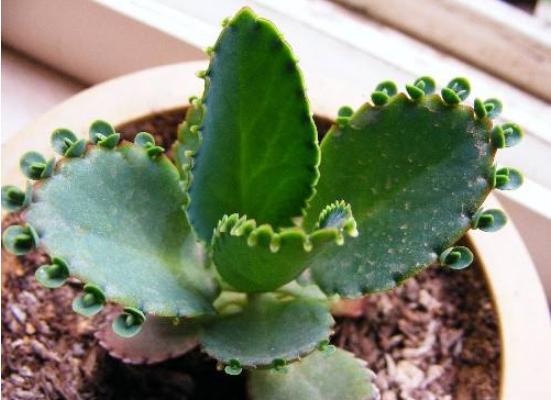 落地生根长满盆子怎么办(泛滥生长) 落地生根的作用