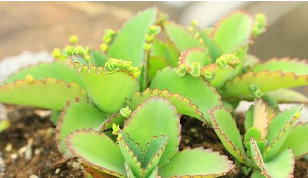 落地生根长满盆子怎么办(泛滥生长) 落地生根的作用