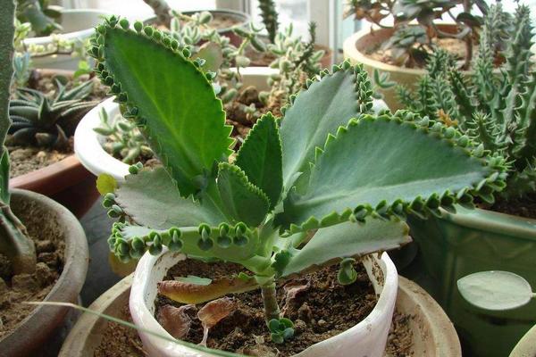 落地生根长满盆子怎么办(泛滥生长) 落地生根的作用