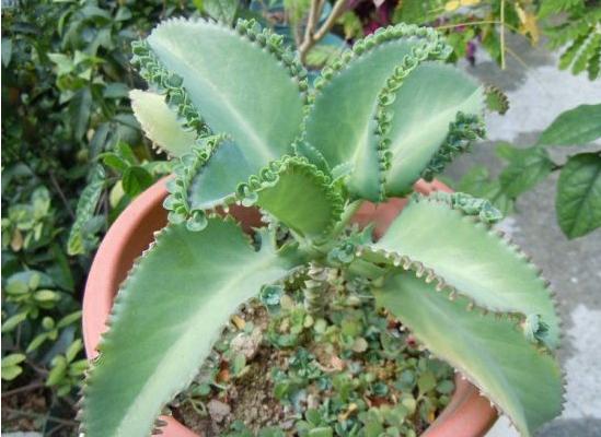 落地生根长满盆子怎么办(泛滥生长) 落地生根的作用