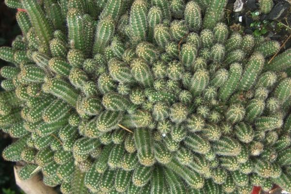 仙人指图片大全 仙人指有哪些种类