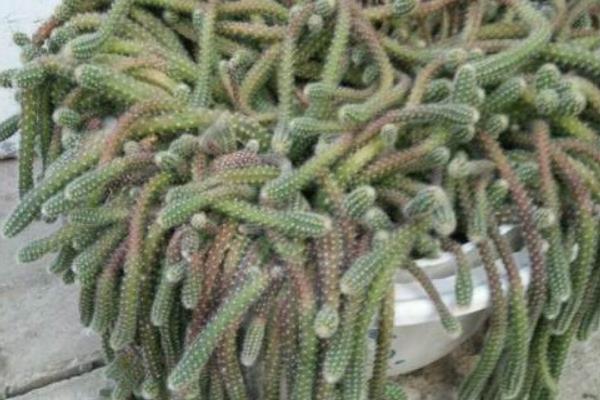 仙人指图片大全 仙人指有哪些种类