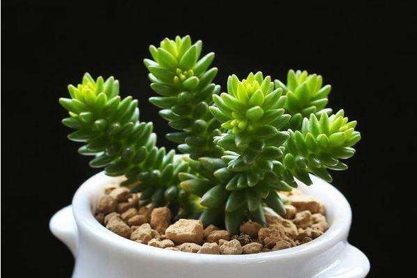 白花小松怎么养(快速爆盆) 白花小松养殖方法与注意事项