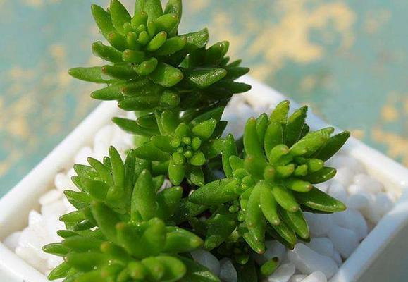 白花小松怎么养(快速爆盆) 白花小松养殖方法与注意事项