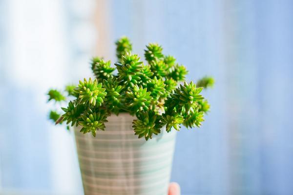 白花小松怎么养(快速爆盆) 白花小松养殖方法与注意事项