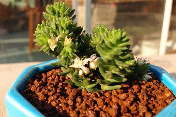 白花小松怎么养(快速爆盆) 白花小松养殖方法与注意事项