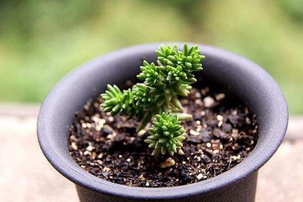 白花小松怎么养(快速爆盆) 白花小松养殖方法与注意事项