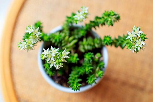 白花小松怎么养(快速爆盆) 白花小松养殖方法与注意事项