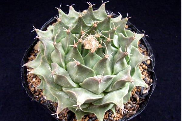 帝冠多肉的养殖方法与注意事项 帝冠的繁殖方法