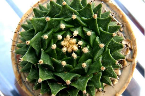 帝冠多肉的养殖方法与注意事项 帝冠的繁殖方法