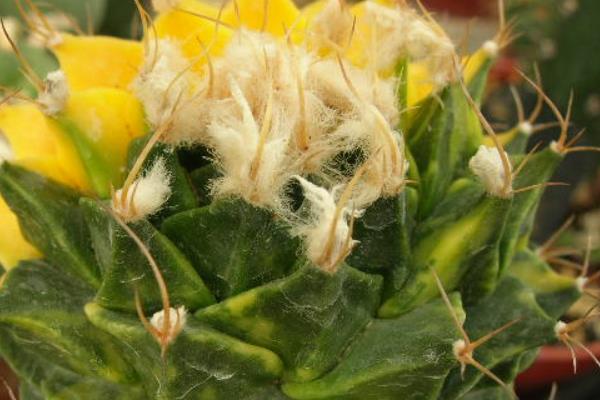 帝冠多肉的养殖方法与注意事项 帝冠的繁殖方法