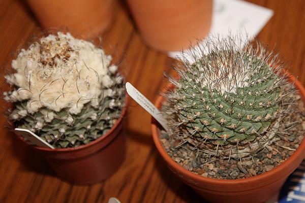 帝冠多肉的养殖方法与注意事项 帝冠的繁殖方法