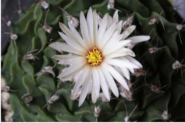 帝冠多肉的养殖方法与注意事项 帝冠的繁殖方法