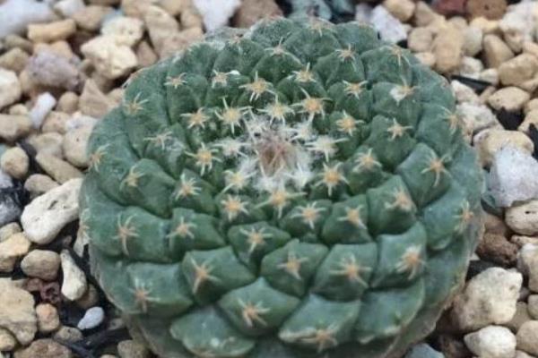 帝冠多肉的养殖方法与注意事项 帝冠的繁殖方法