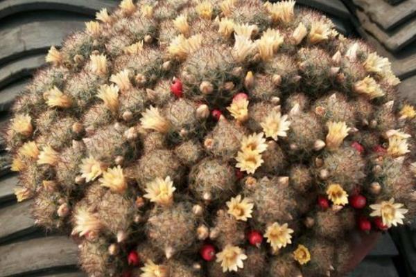 松霞多肉仙人掌的养殖方法与注意事项  松霞的病虫害及其防治