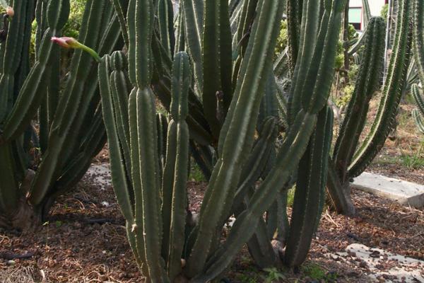 量天尺是火龙果吗 量天尺和火龙果的区别是什么