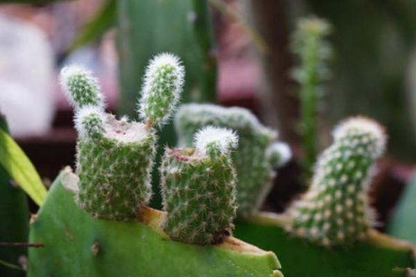 绯牡丹仙人球的繁殖方法(嫁接) 绯牡丹怎么过冬