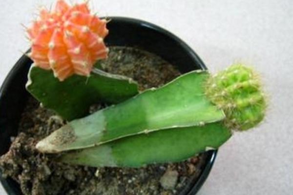 绯牡丹仙人球的繁殖方法(嫁接) 绯牡丹怎么过冬