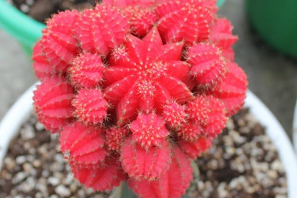 绯牡丹仙人球的繁殖方法(嫁接) 绯牡丹怎么过冬