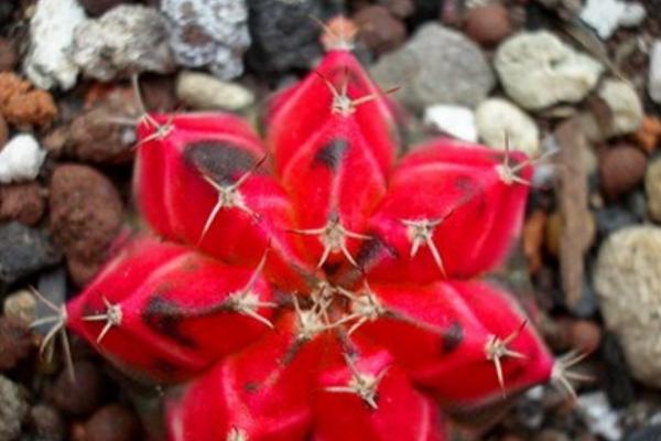 绯牡丹仙人球的繁殖方法(嫁接) 绯牡丹怎么过冬