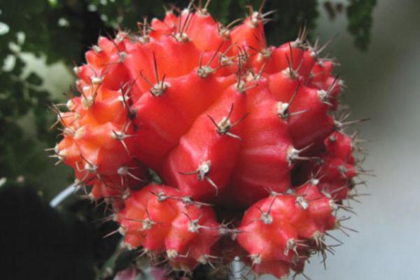 绯牡丹仙人球的繁殖方法(嫁接) 绯牡丹怎么过冬