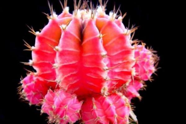 绯牡丹仙人球有烂斑怎么处理 绯牡丹的病虫害及其防治