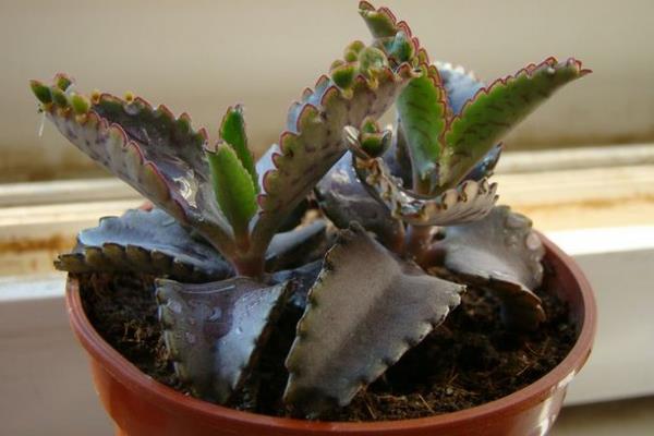 多肉植物不死鸟繁殖方法(扦插) 多肉植物不死鸟的养殖技术