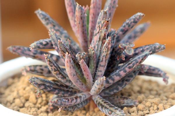 多肉植物不死鸟繁殖方法(扦插) 多肉植物不死鸟的养殖技术