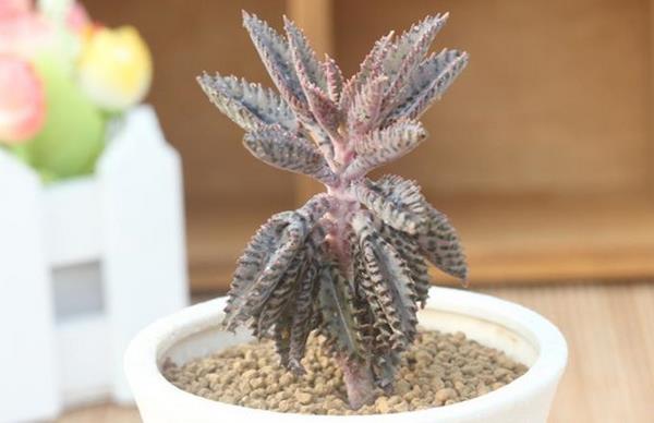 多肉植物不死鸟繁殖方法(扦插) 多肉植物不死鸟的养殖技术