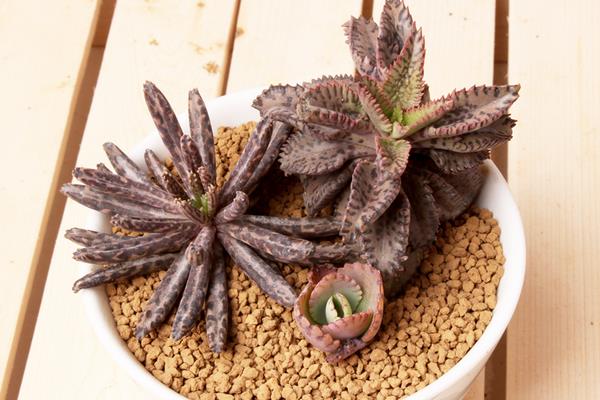 多肉植物不死鸟繁殖方法(扦插) 多肉植物不死鸟的养殖技术